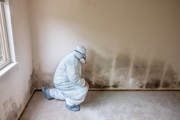 Best Post-Flood Mold Remediation in Carrboro, NC