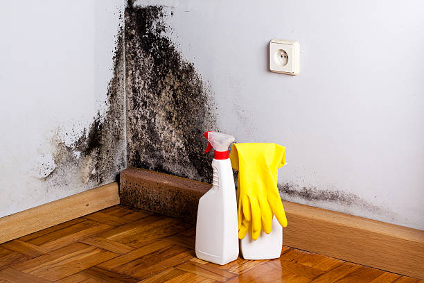 Best Post-Flood Mold Remediation in Carrboro, NC