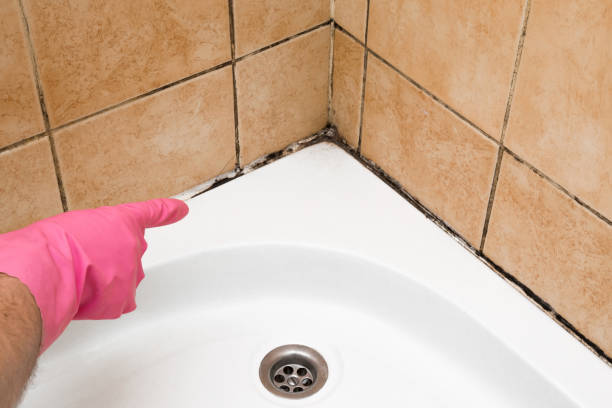 Best White Mold Remediation in Carrboro, NC